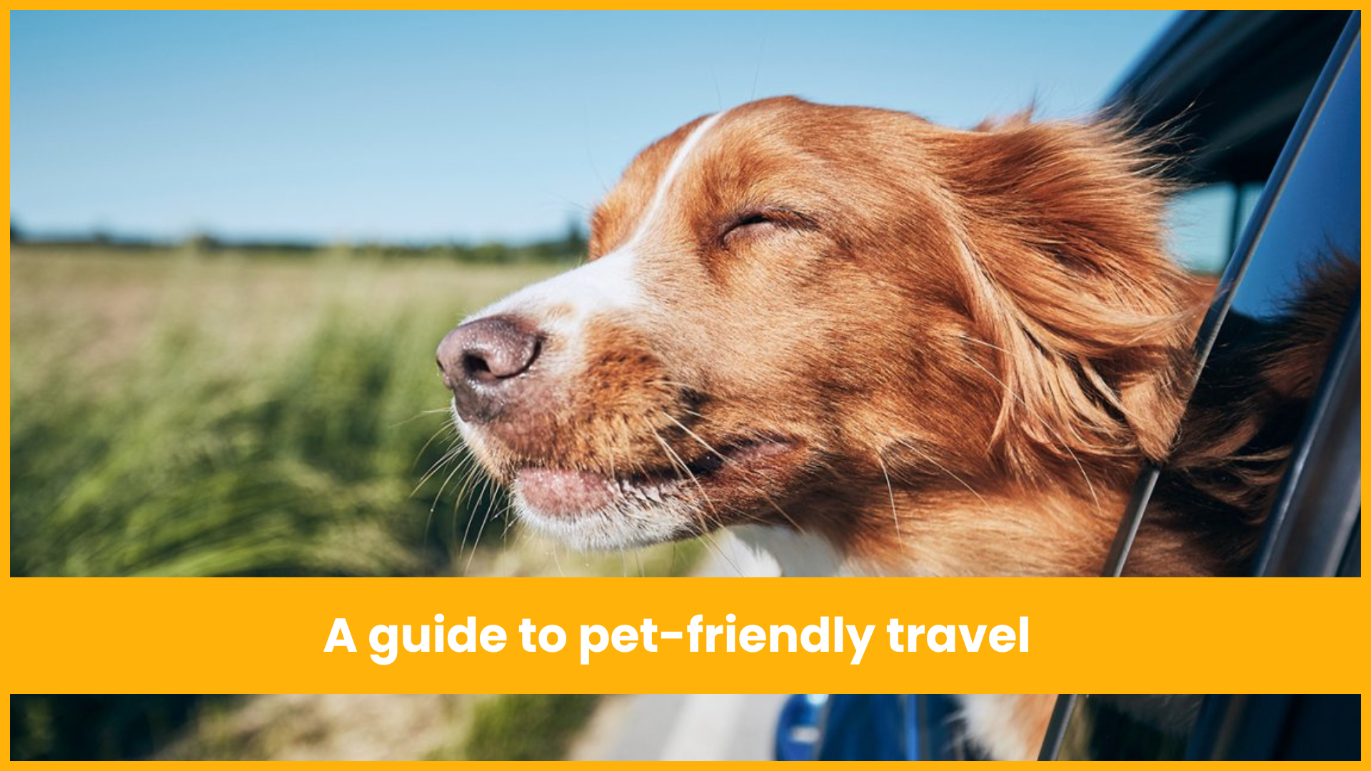 A Guide to Pet-Friendly Travel: Exploring the World with Your Furry Friend